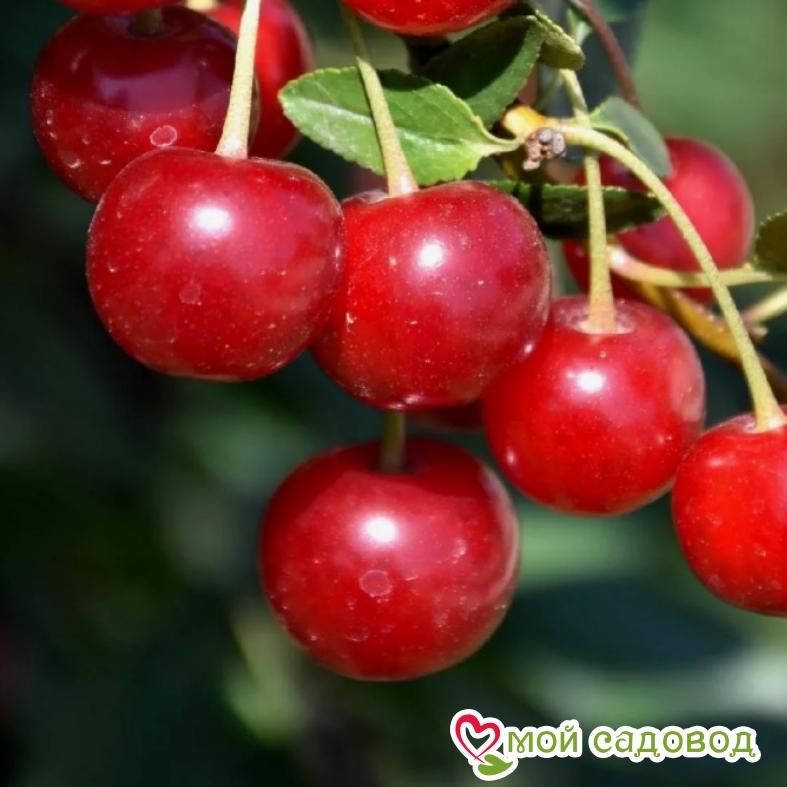 Вишня Звездочка