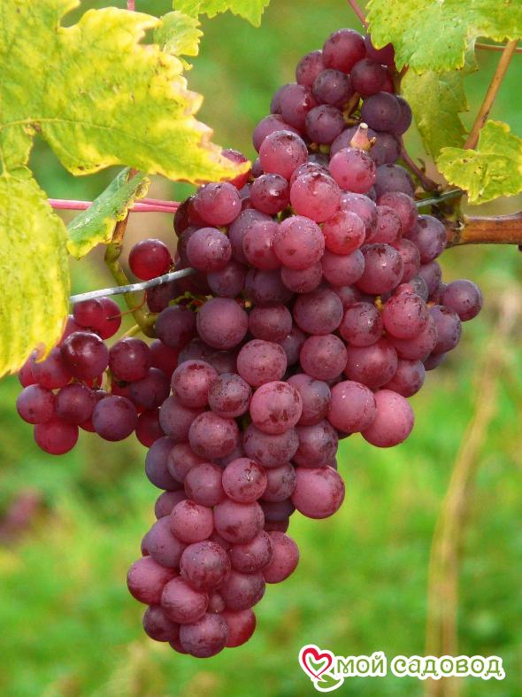 Виноград Руби сидлис
