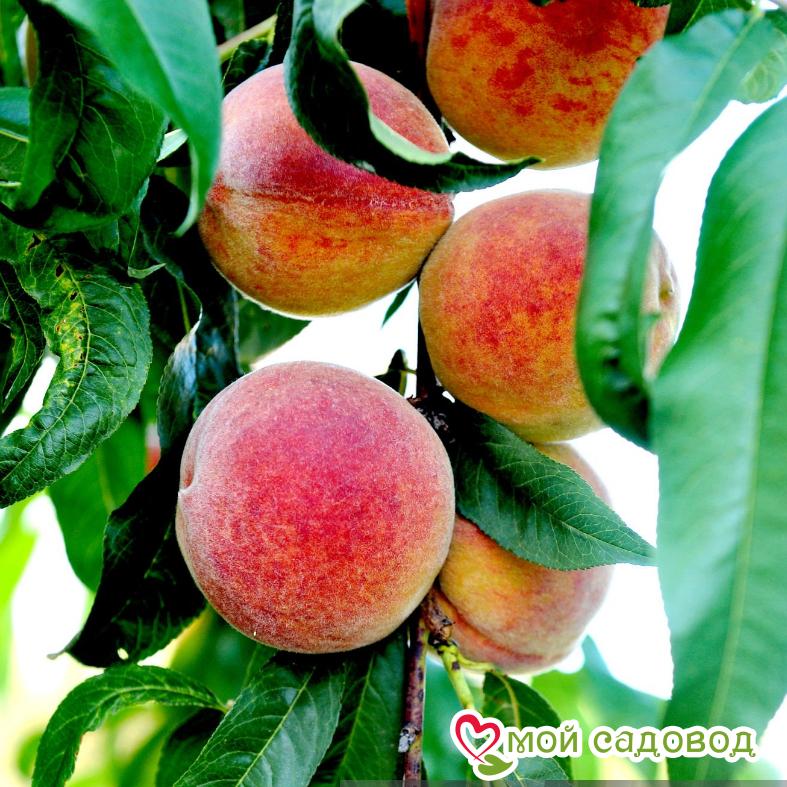 Персик Киевский ранний (-30°)