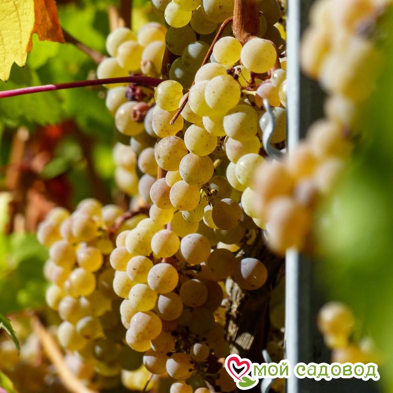 Виноград Покровский плодовый