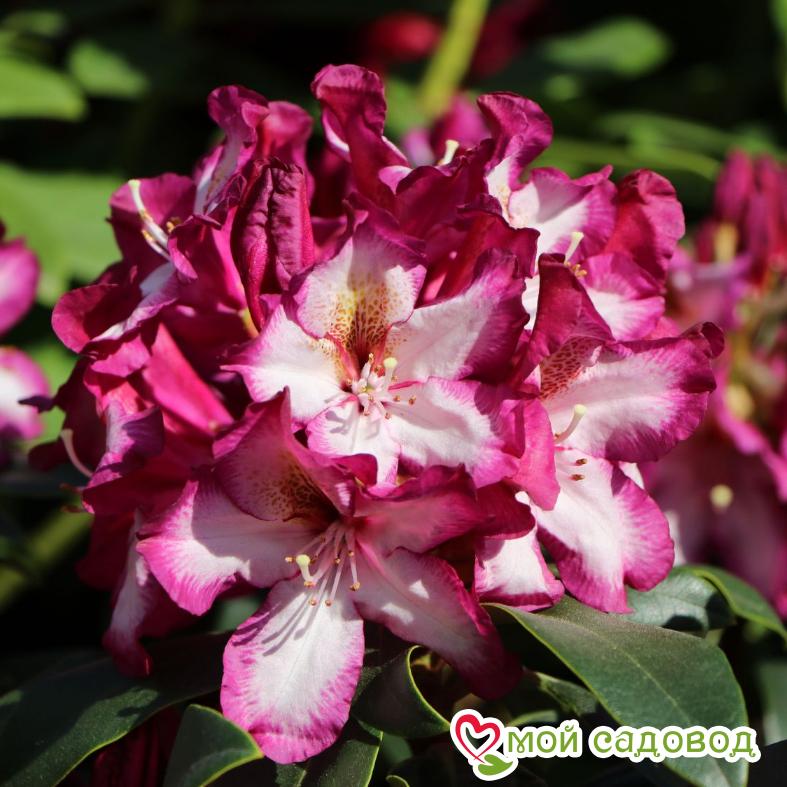 Азалия/РОДОДЕНДРОН МИДНАЙТ МИСТИК