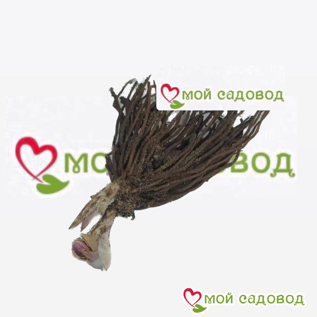 Морозник махровый Дабл Эллен Пинк