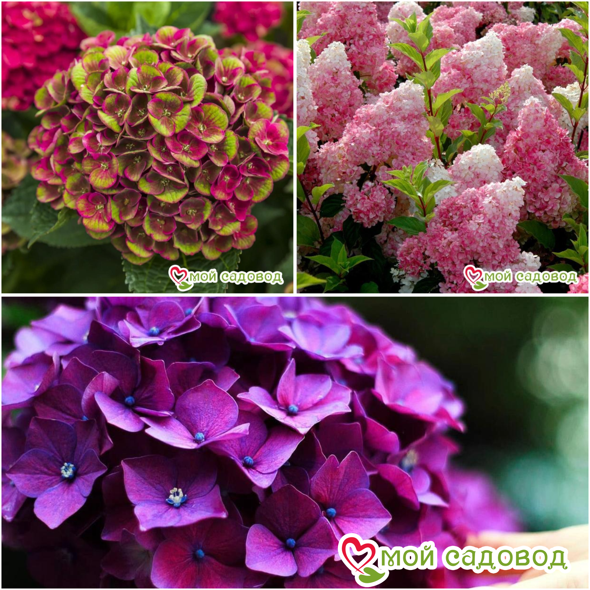 Комплект Гортензия крупнолистная