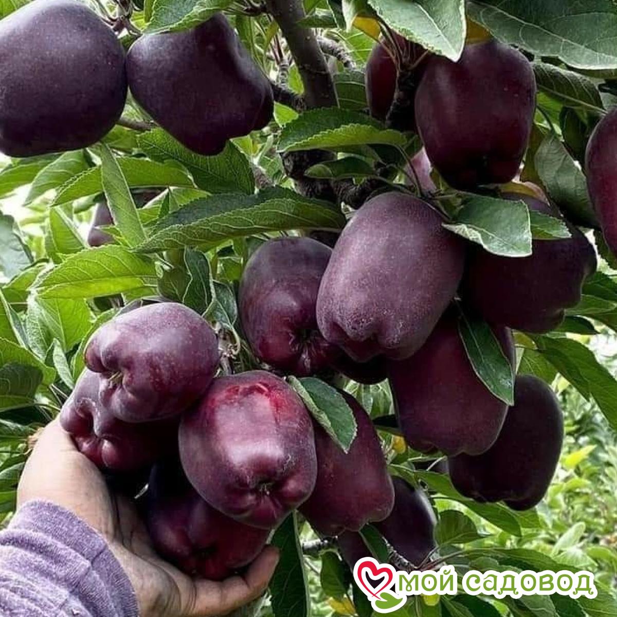 Яблоня Черный Бриллиант