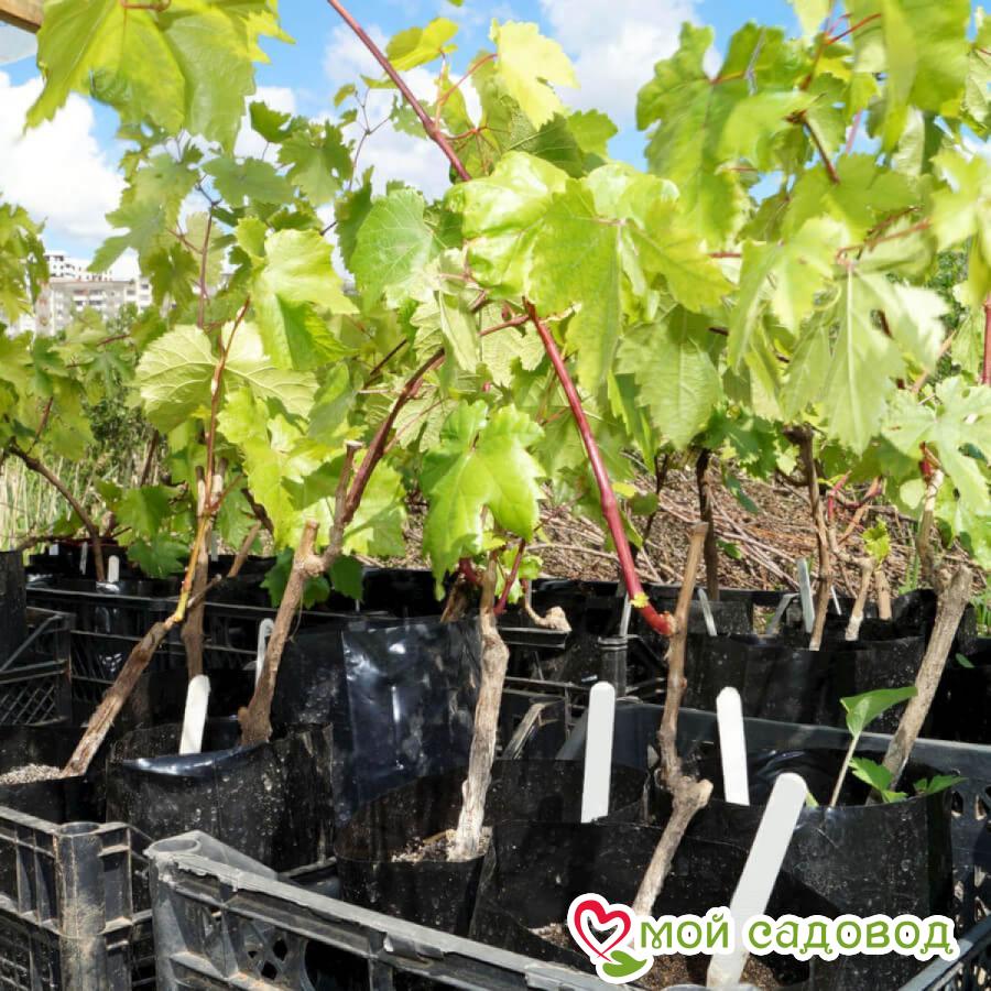 Виноград Таврия